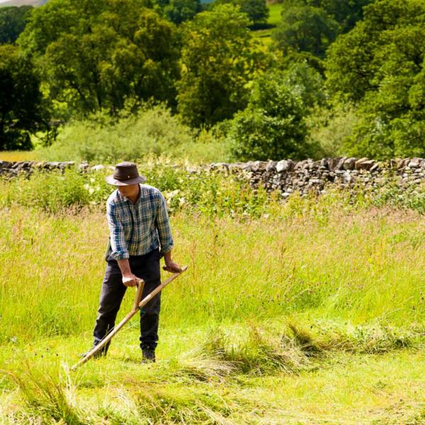 Scything at Bell Sykes Farm