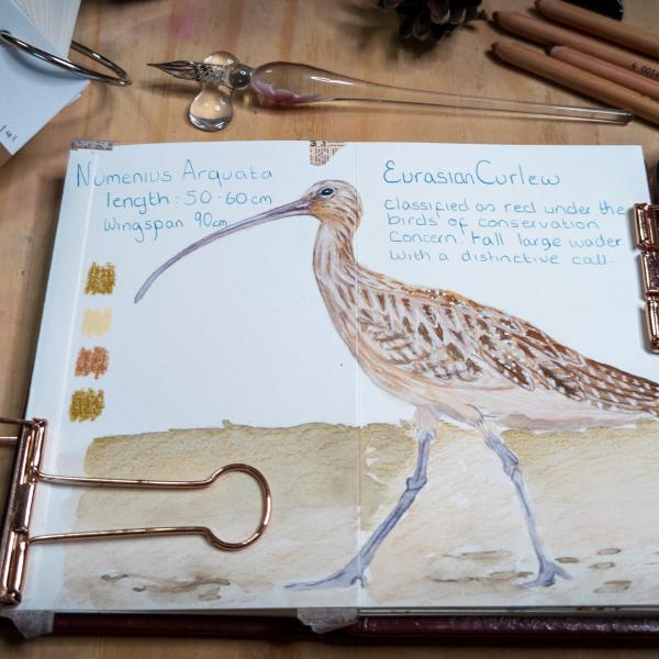 Illustration of a curlew