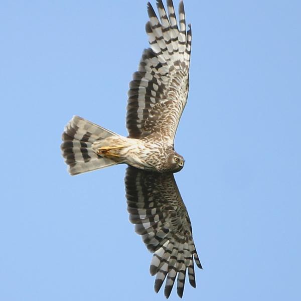 Female Hen Harrier