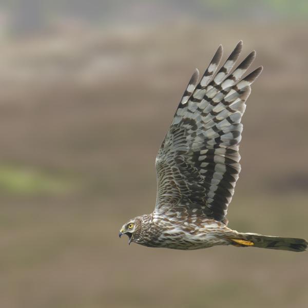Female Hen Harrier
