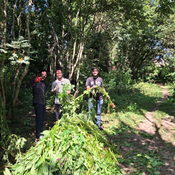 connecting people and nature group balsam pulling