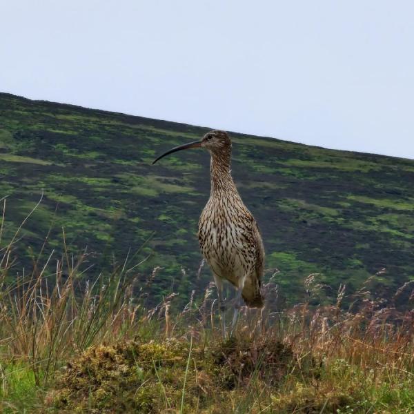 Curlew by Deborah Woods
