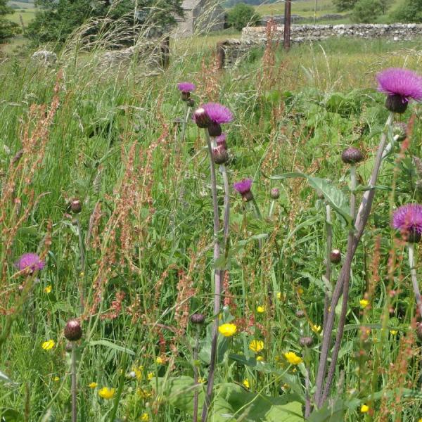 Melancholy thistle at Bell Sykes Farm (Forest of Bowland National Landscape)