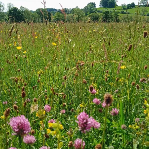 Bell Sykes Hay Meadow