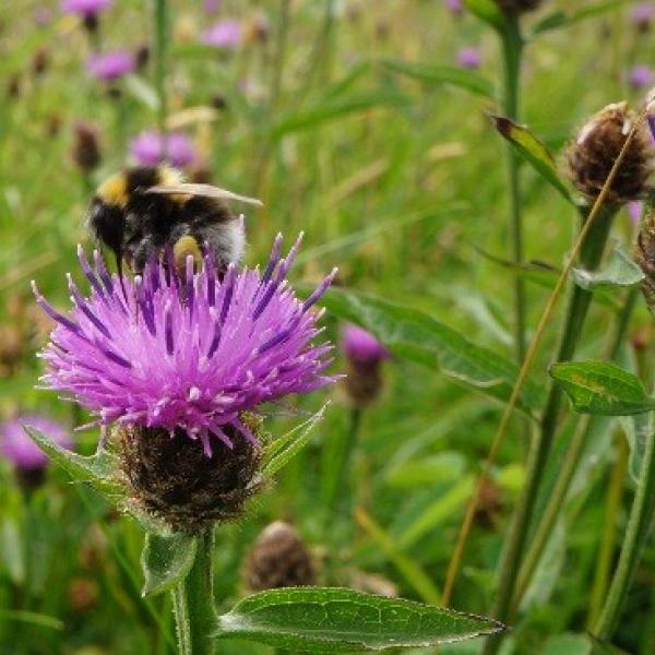 Bumble Bee